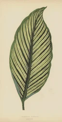 Maranta Vittata